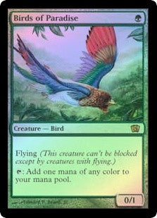 Birds of Paradise