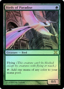 Birds of Paradise