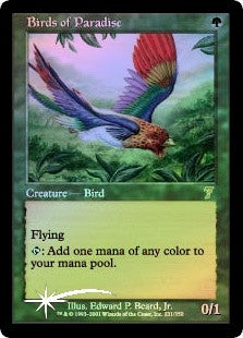 Birds of Paradise